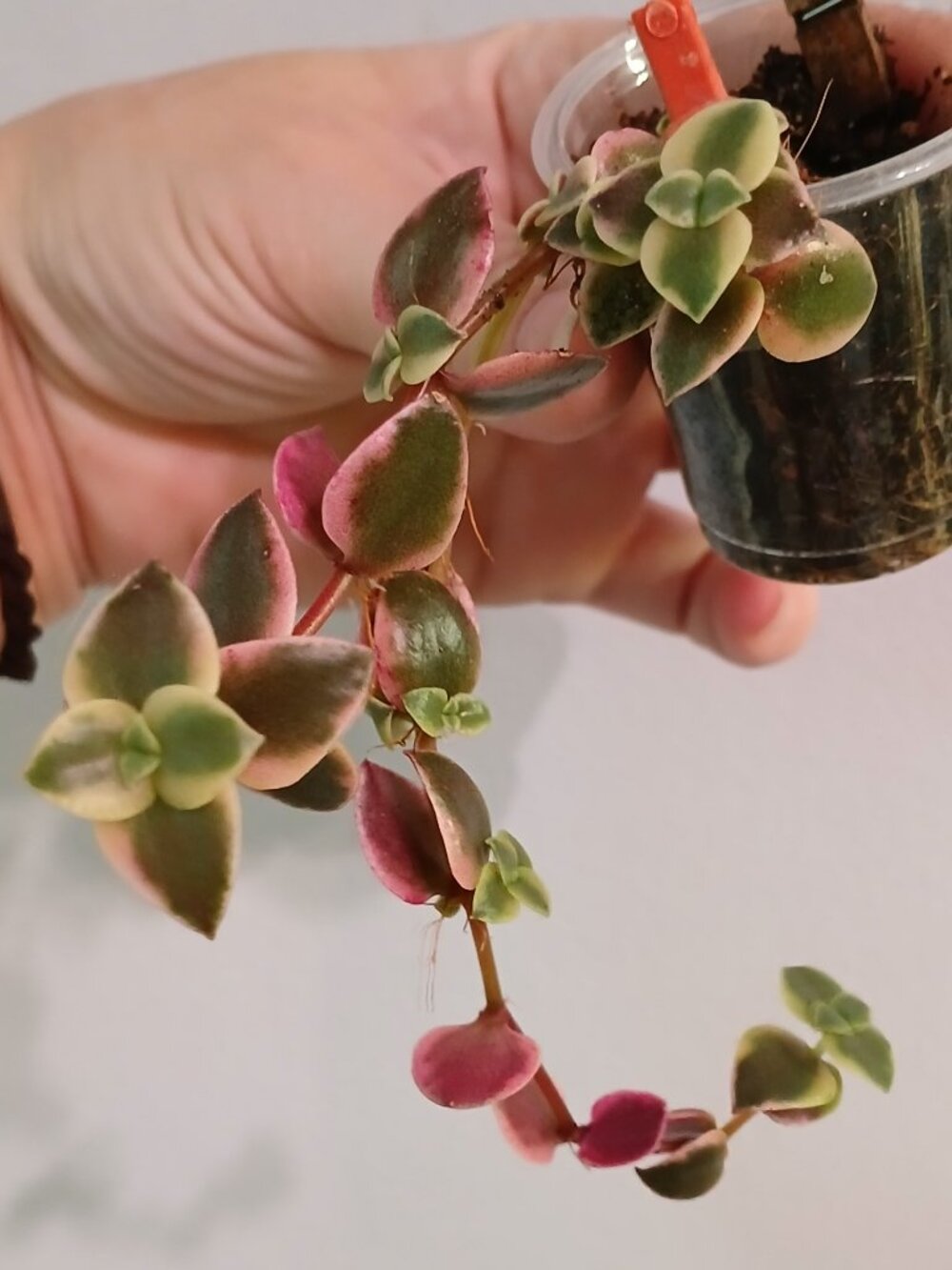 Crassula Succulent,  "Calico Kitten"